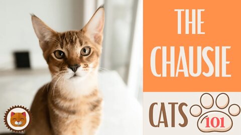 🐱 Cats 101 🐱 CHAUSIE CAT - Top Cat Facts about the CHAUSIE