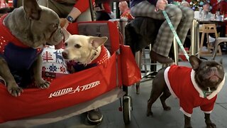 Ugly Christmas Sweaters Are Now A Holiday Staple, Even For Some Pets