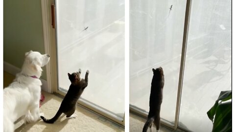 Cat and dog try to catch lizard on the other side of screen door
