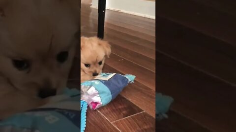 Cute puppy playing with his favorite toy