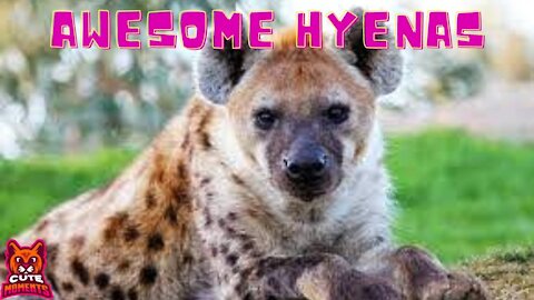 Baby Hyenas Cool Hyenas Videos Compilation