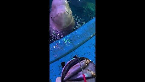 beluga whale eat her food