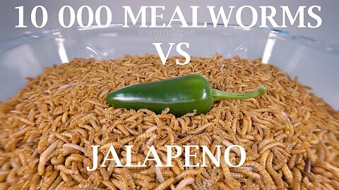 10 000 Mealworms Eating Jalapeno Timelapse