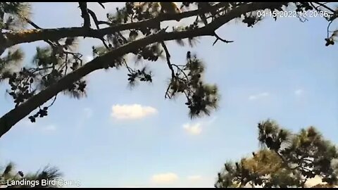 The Owlet Perched-Riding Out The Wind 🦉 4/15/22 13:23