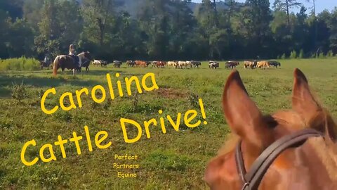 Cattle Drive in NC! Horses!