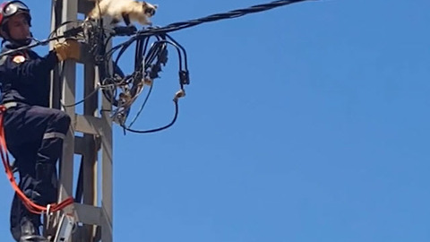 Firefighters rescue kitten who was trapped in a lamppost for 3 days