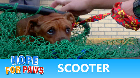 Scared homeless dog had big dreams - watch to see if they came true!