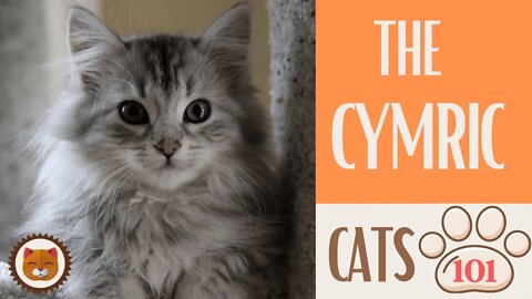 🐱 Cats 101 🐱 CYMRIC CAT - Top Cat Facts about the CYMRIC