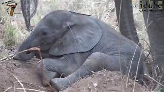 Cute Clumsy Elephant Calf