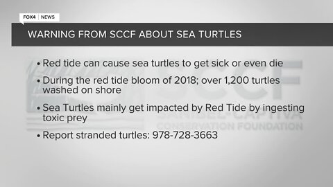 SCCF notices a rise in sick sea turtles due to red tide