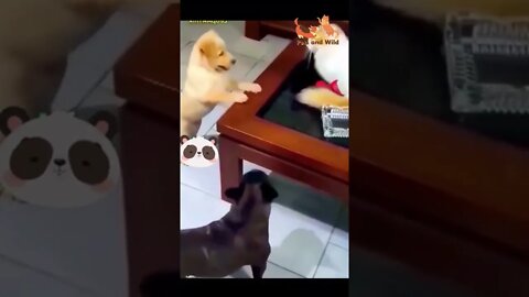 Funny fight video #babydogs #dogslover #Petsandwild