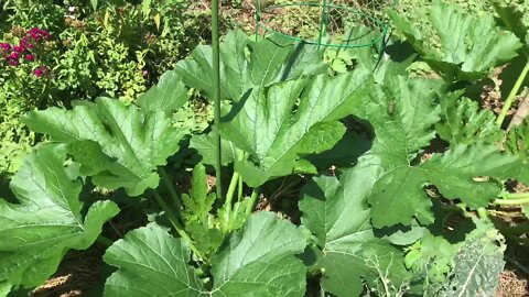 Grass in Your Garden Bed, What to Do About It? Grass Fed Garden Bed