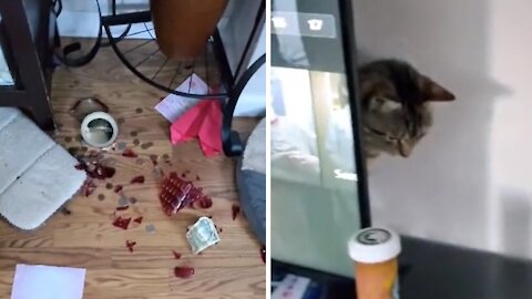 Cat Breaks Swear Jar, Tries To Slowly Disappear