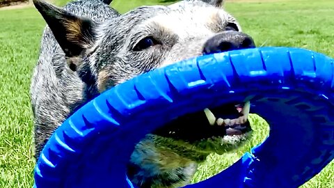 Part 1 of 6: The Best of ZIPPY BLUE HEELER the Mini Australian Cattle Wonder Dog!!