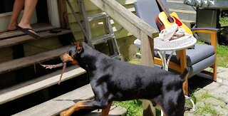 Doberman Terrifies Owner After Catching Venomous Snake