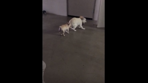 Bossy French Bulldog puppy annoys older brother