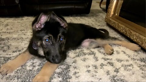 GSD Puppy Acts Silly After Seeing Herself in Mirror! Puppy vs Mirror!