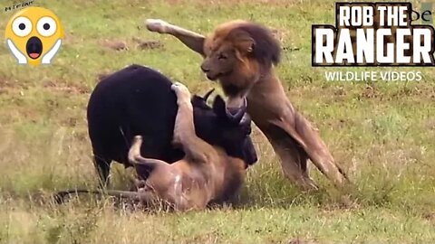 Lions Ambush Buffalo And Calf! (Epic Lion vs Buffalo Action Highlights!)