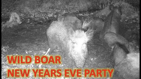 WILD BOARS - NEW YEARS EVE PARTY