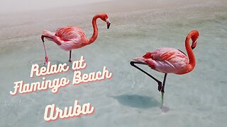 Flamingos at Renaissance Beach Aruba