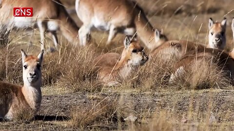 Critically endangered Przewalski's gazelles run around the Qinghai Lake