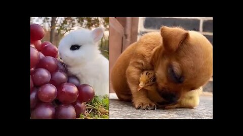 Cutest and Funniest Baby Animals Moment will melt your heart ❤️| Pet Compilation #1