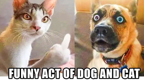 Funny Act of Dog and Cat