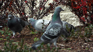 Rock Pigeons