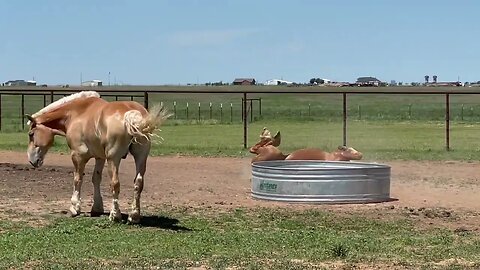 Mystery Belgian Draft Horse revealed! Meet Noah! He was rescued from almost shipping to slaughter