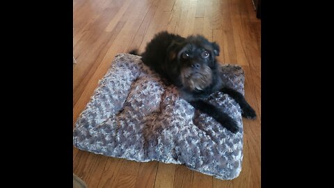 Amazon Basics Plush Pet Bed and Dog Crate Pad, X-Small, 23 x 18 x 2.5 Inches, Gray Swirl