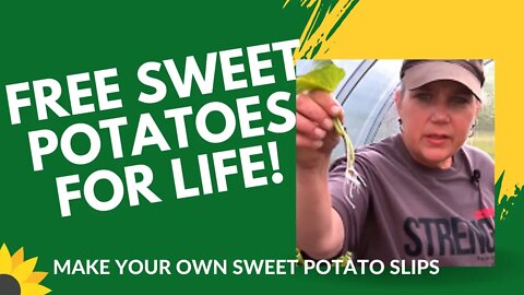 Why pay for sweet potato slips; make your own for free on the homestead...