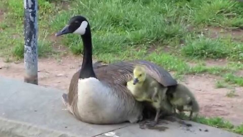 Baby Goose and Duck V