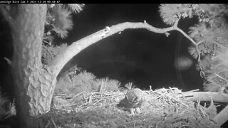 Great Horned Owls-Prey Delivery 🦉 12/29/21 12:39 AM