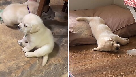 When You Pick The Calmest Puppy Of The Litter