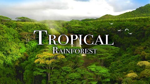 Tropical Rainforest Amazon,