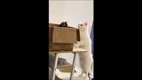 Funny Video 😂😂.. Hijinks: Cat and Animal Shenanigans Unleashed