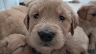 Golden Retriever puppies settle down for a nap in big, fluffy pile