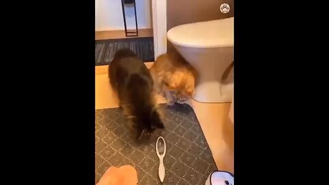 Nonstop laughing 🤣🤣🤣🤣 funny cats and dogs moments 🐱🐶