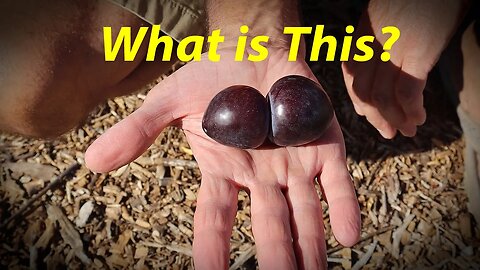 A Cherry for Desert Climates? | Apple Harvest | Kune Expansion