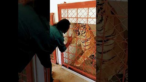 🔴Bengal tiger angry again if you want to se wild animal again