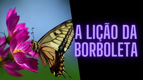 A Lição da Borboleta.