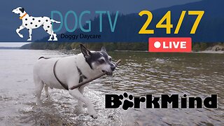 TV for Dogs - Help your dog relax with Doggy Daycare - 8 hours recorded