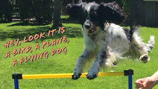 Adorable dog learning how to fly