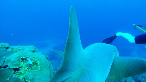 Shark swims under diver to photobomb moray eel video