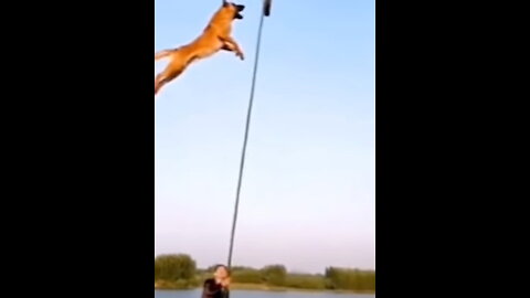 Belgian Malinois dog jumps into the New Year, 2022