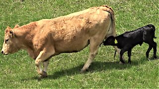 Newborn calf follows mother cow, adorably trying to drink milk