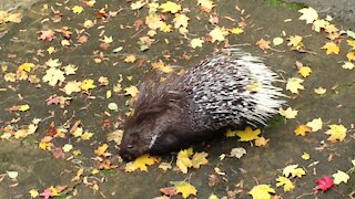 Porcupine looking for a treat