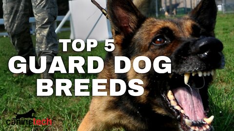 TOP 5 GUARD DOG BREEDS