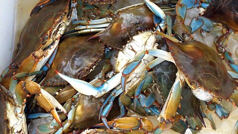 20 Blue Crabs in the Cooler ** Crabbing with drop nets
