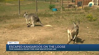 Escaped Kangaroos on the Loose